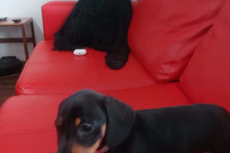 Dachshund (Smooth Haired)