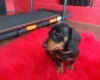 Dachshund (Smooth Haired)