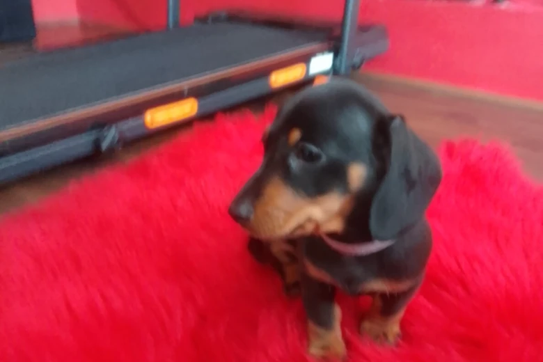 Dachshund (Smooth Haired)