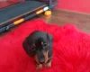 Dachshund (Smooth Haired)