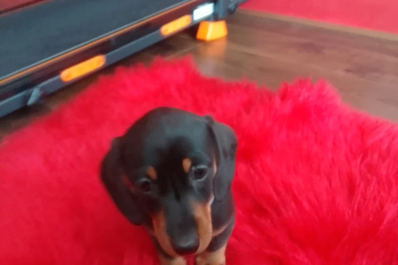 Dachshund (Smooth Haired)