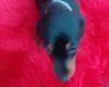 Dachshund (Smooth Haired)