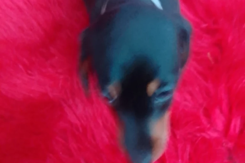 Dachshund (Smooth Haired)