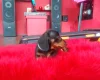 Dachshund (Smooth Haired)