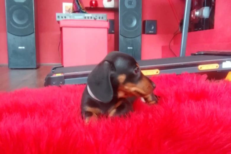 Dachshund (Smooth Haired)