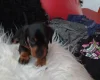 Dachshund (Smooth Haired)