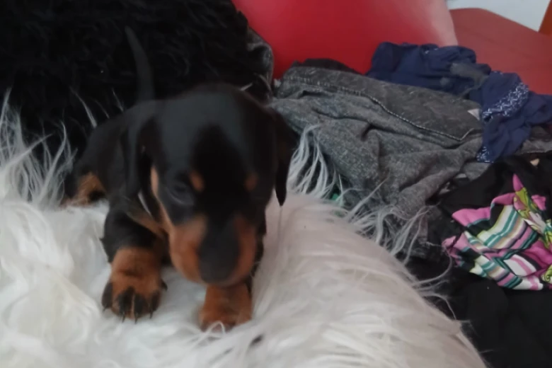Dachshund (Smooth Haired)