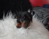 Dachshund (Smooth Haired)
