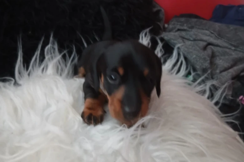 Dachshund (Smooth Haired)
