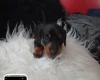 Dachshund (Smooth Haired)