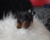 Dachshund (Smooth Haired)