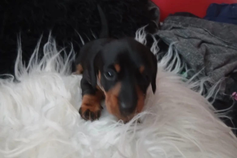 Dachshund (Smooth Haired)