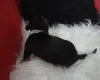 Dachshund (Smooth Haired)