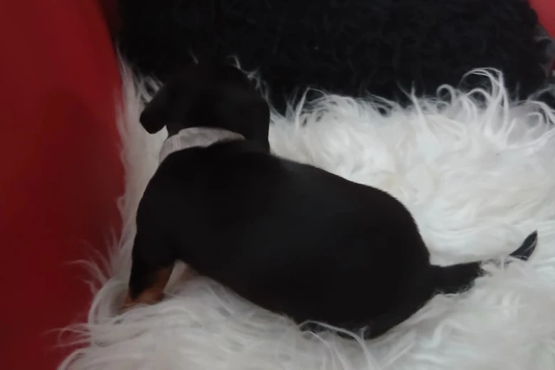 Dachshund (Smooth Haired)