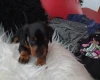 Dachshund (Smooth Haired)
