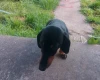 Dachshund (Smooth Haired)