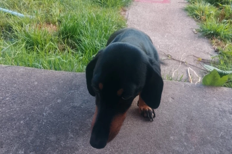 Dachshund (Smooth Haired)