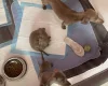 Dachshund (Smooth Haired)