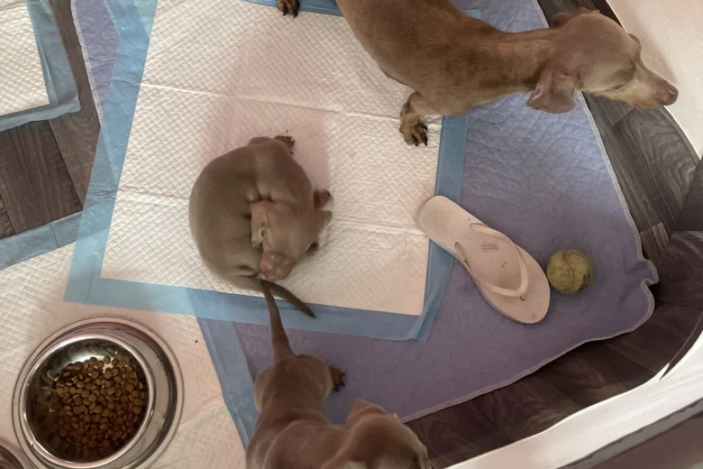 Dachshund (Smooth Haired)