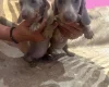Dachshund (Smooth Haired)