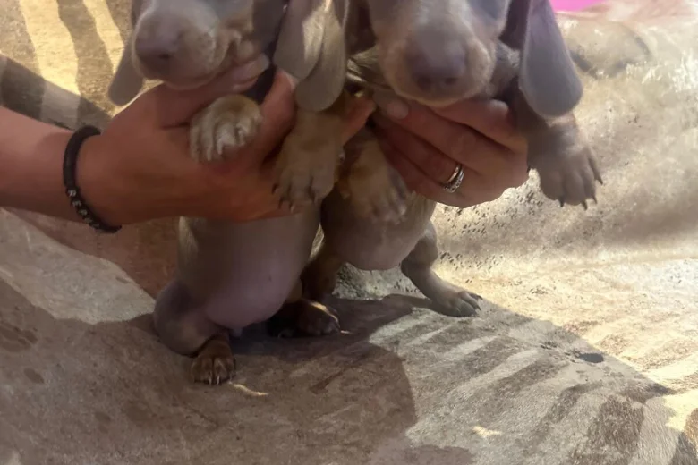Dachshund (Smooth Haired)