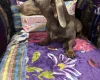 Dachshund (Smooth Haired)