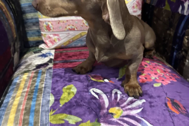 Dachshund (Smooth Haired)