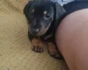 Dachshund (Smooth Haired)