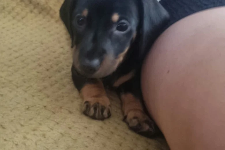 Dachshund (Smooth Haired)