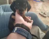 Dachshund (Smooth Haired)