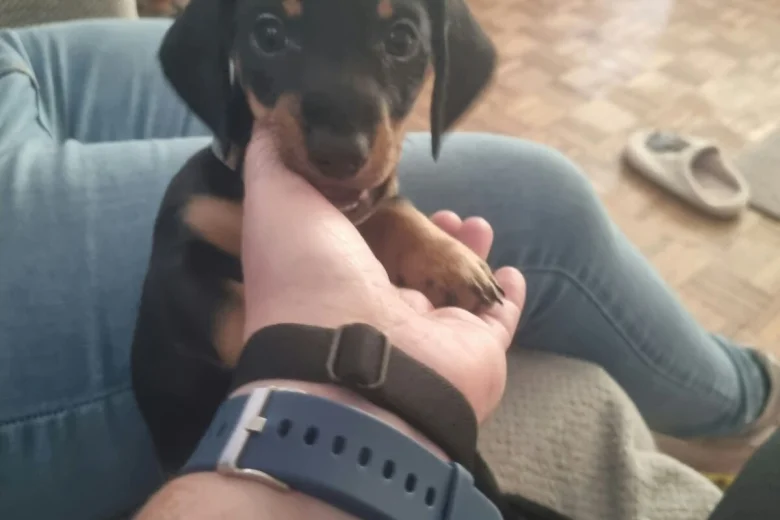 Dachshund (Smooth Haired)