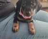 Dachshund (Smooth Haired)
