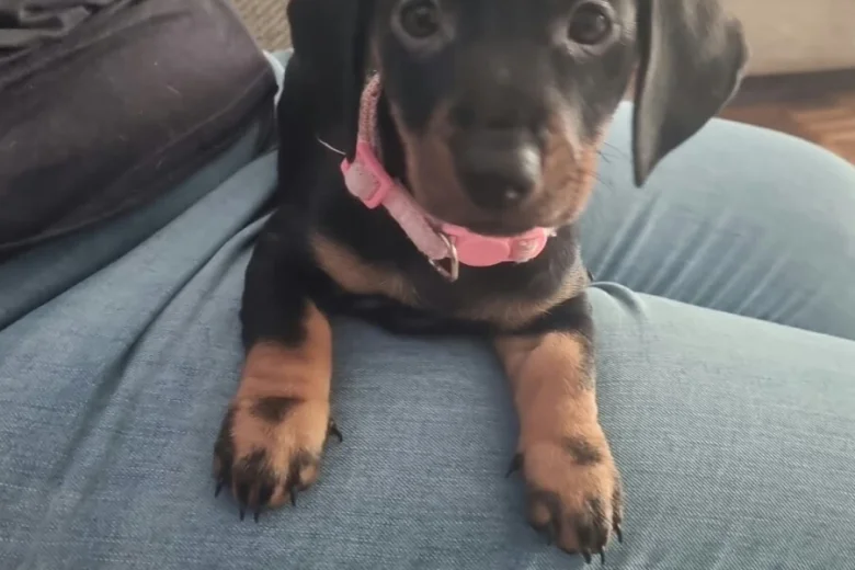 Dachshund (Smooth Haired)