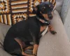 Dachshund (Smooth Haired)