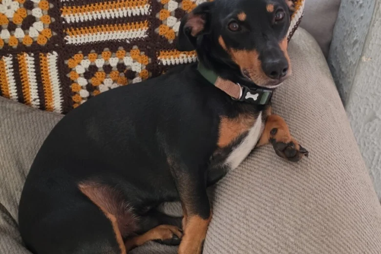 Dachshund (Smooth Haired)