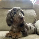 Dachshund (Smooth Haired)