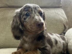Dachshund (Smooth Haired)