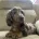 Dachshund (Smooth Haired)