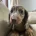 Dachshund (Smooth Haired)