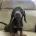 Dachshund (Smooth Haired)