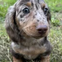 Dachshund (Smooth Haired)