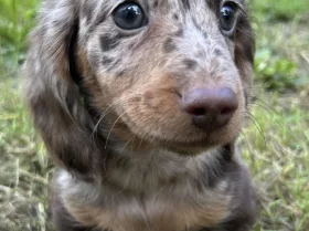 Dachshund (Smooth Haired)