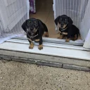 Dachshund (Smooth Haired)