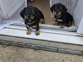 Dachshund (Smooth Haired)