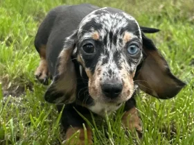 Dachshund (Smooth Haired)