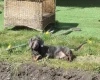 Dachshund (Smooth Haired)