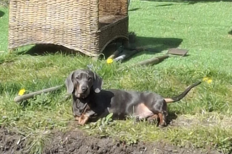 Dachshund (Smooth Haired)