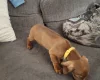 Dachshund (Smooth Haired)