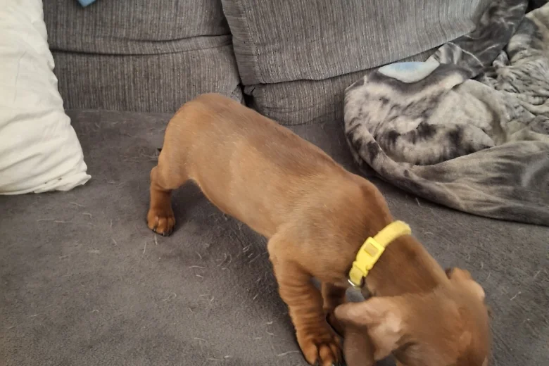 Dachshund (Smooth Haired)