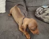 Dachshund (Smooth Haired)